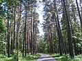 Path in Mežaparks forest park.