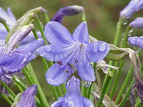 Agapanthus africanus