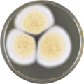 Aspergillus ostianus growing on MEAOX plate