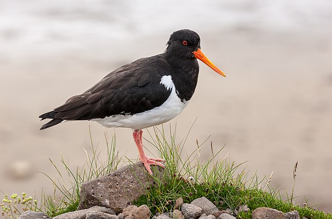 The Eurasian Oystercatcher (Haematopus ostralegus)