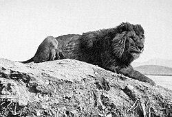 Βερβερικό λιοντάρι σε φωτογραφία του 19ου αι.