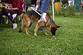 Deutscher Schäferhund als Blindenführhund