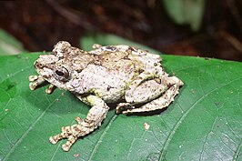 Boophis lichenoides