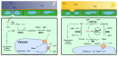 Crassulaceen-Säurestoffwechsel, Übersicht bei Nacht (links, Phase I) und Tag (rechts, Phase III). Für Einzelheiten bitte Text beachten. CA α-Carboanhydrase CC Calvin-Zyklus PEP Phosphoenolpyruvat PEPC Phosphoenolpyruvatcarboxylase PEPCK Phosphoenolpyruvat-Carboxykinase MDH Malat-Dehydrogenase ME Malat-Dehydrogenase (decarboxylierend) = Malatenzym PPDK Pyruvat-Phosphat-Dikinase