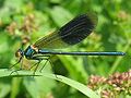 Weidebeekjuffer, mannetje (Calopteryx splendens)