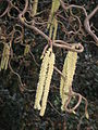 Corylus avellana 'Contorta' male catkins