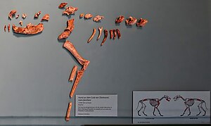 A partial dog skeleton in a museum display. Portions of the skull, one leg, ribs, and vertebrae are visible. In the lower-right, a diagram of what remains of the dog and a German-language description are visible.