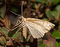 Veränderlicher Haarbüschelspanner (Eulithis populata)