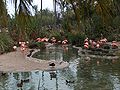 Flamingos01