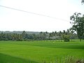 Rice plantiation in Goa. India is the second largest producer of rice in the world