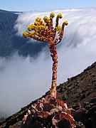 Aeonium aureum am Pico Birigoyo auf La Palma