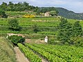 Weinbau in der oberen Grafschaft