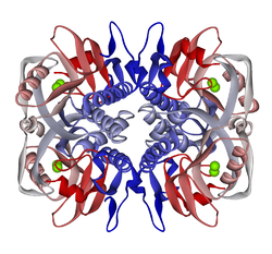 Hypoxanthin-Guanin-Phosphoribosyl-Transferase