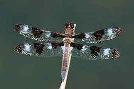 Libellula pulchella