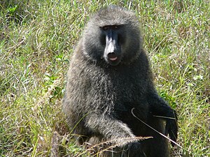 Male Olive Baboon