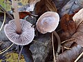 Mycena rosea