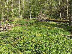 Auwald mit Mädesüß, Sumpf-Dotterblumen und Sumpf-Schwertlilien