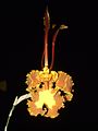 Oncidium papilio