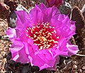 Opuntia basilaris