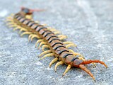 Scolopendra cingulata