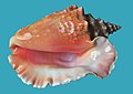 Sea shell (Trinidad & Tobago 2009)-solid field.jpg