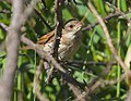 Whitethroat