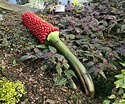 Titan arum spike with fruits