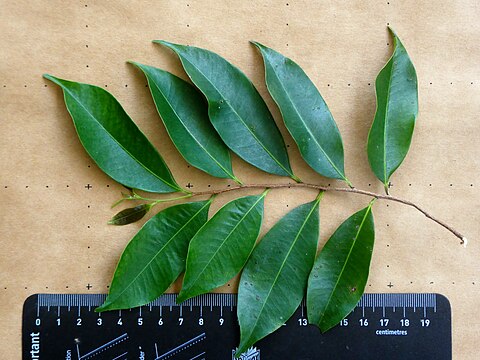 Leaves