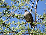 White-crowned sparrow