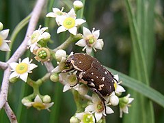 Flowers attract insects