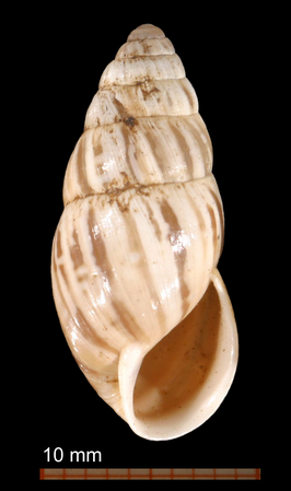 Zebrina detrita