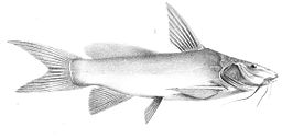 Ancharius fuscus