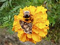 Gammaeule (Autographa gamma) und Dunkle (Bombus terrestris) oder Hellgelbe Erdhummel (Bombus lucorum)