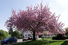 Kirschblüte in Britz