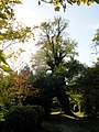 Pollarded 'Boxworth elm' (East Anglian elms group), Boxworth, Cambridgeshire (2008) [20]