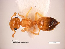 Crematogaster queenslandica