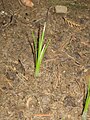 Crocus goulimyi bud