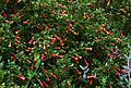 Desfontainia spinosa: ‘borrachera del paramo’