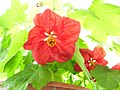 Cây trồng có tên tiếng Anh "Bella Red Flowering Maple"