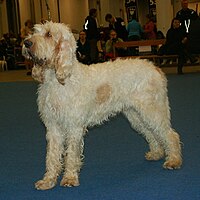 This dog has to long legs to be a Grand Basset Griffon Vendéen