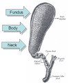 Béarla png (with parts)