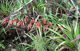 Guzmania pennellii