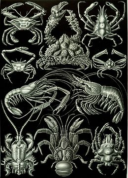 Különböző rákfajok (Ernst Haeckel rajza, Kunstformen der Natur, 1904)