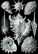 Haeckel Prosobranchia