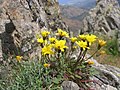 Hypochaeris robertia auf Korsika