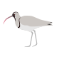 Ibisbill