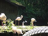 Europese flamingo