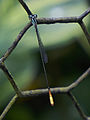 Libelle im Zoo von Belize