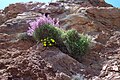 Antirrhinum charidemi