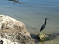 Little blue heron